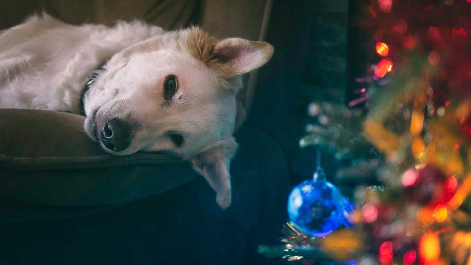 Ar condicionado para fazer mal para os pets?